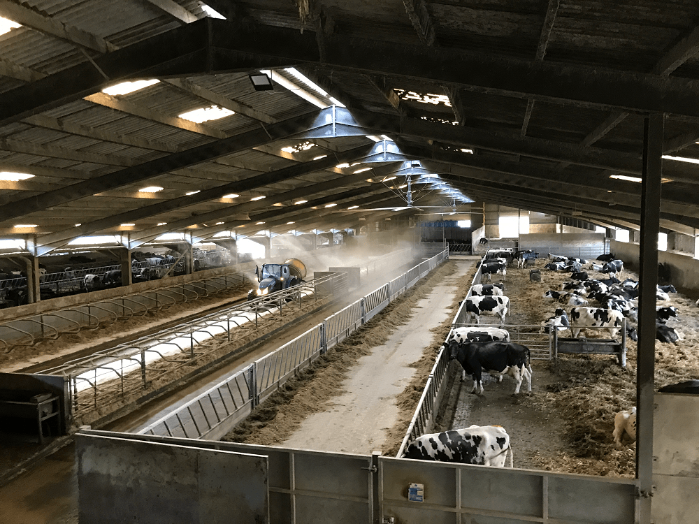 Indoor farm occupied with cows feeding on hay