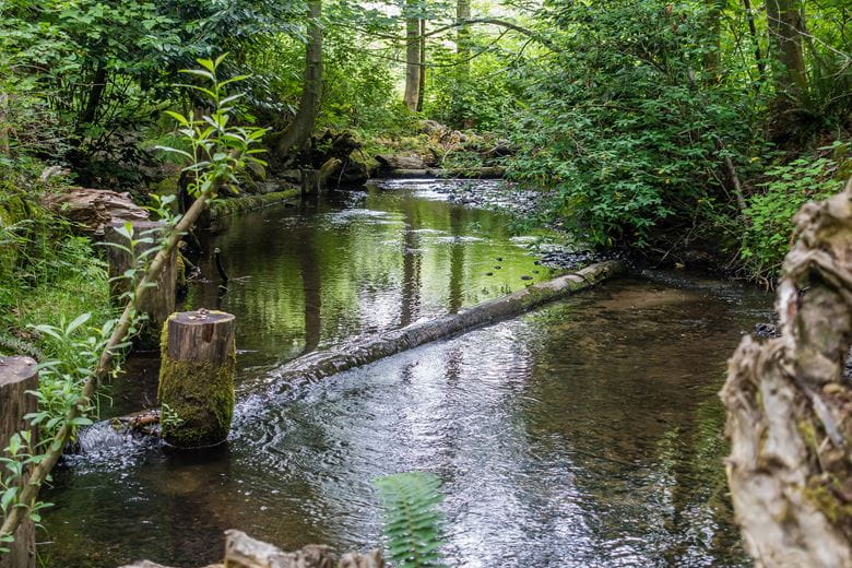 Stream running through wooded area