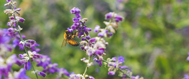 Biodiversity Net Gain