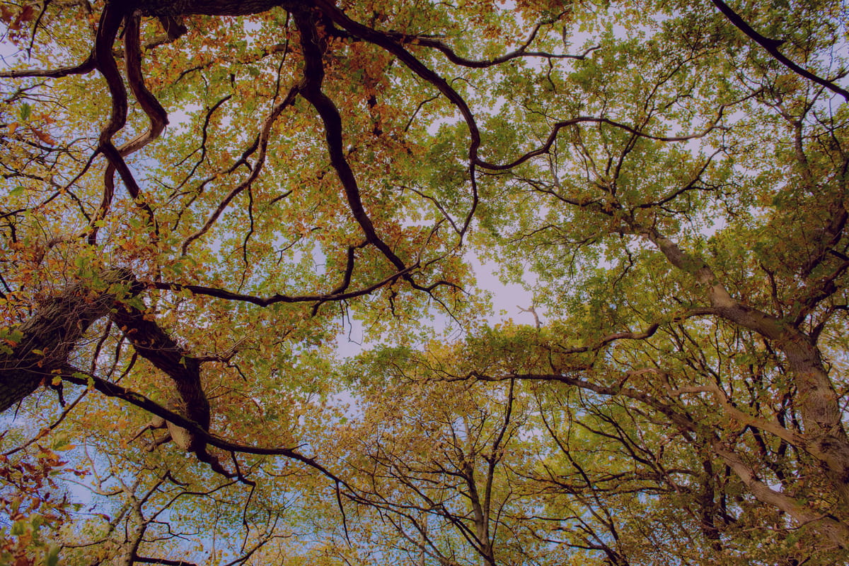 Large tree branches in Autumn