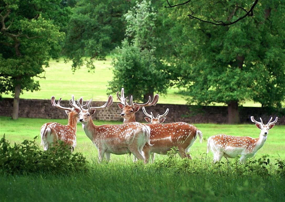 166 acres House, Ripley Castle, Ripley HG3 - Available