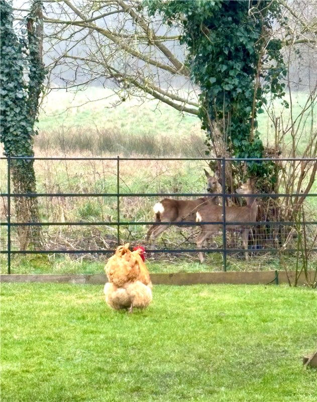 5 bedroom house, Church Lane, Horton-cum-Studley OX33 - Available