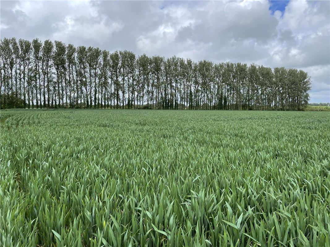 6 acres Land, Land At Seavington St. Michael, Somerset TA13 - Sold