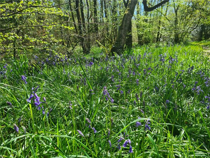 4 bedroom house, Cookbury Court, Cookbury EX22 - Available