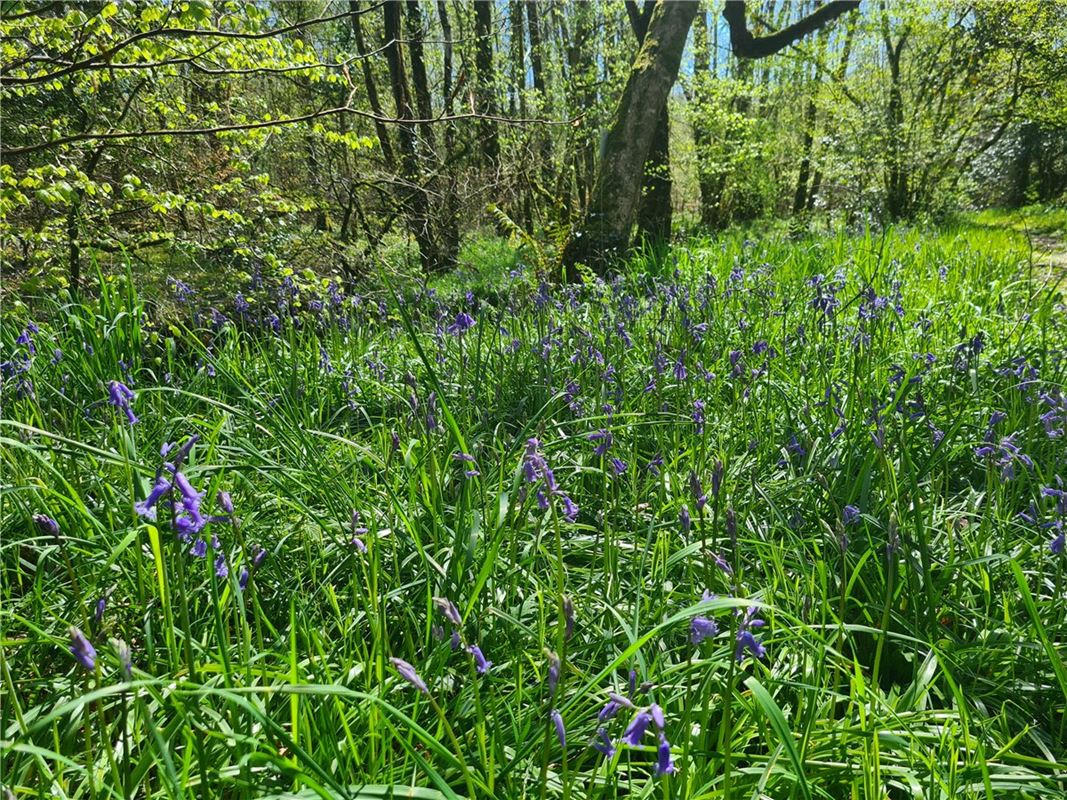 4 bedroom house, Cookbury Court, Cookbury EX22 - Available