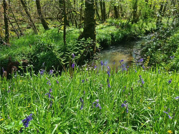 4 bedroom house, Cookbury Court, Cookbury EX22 - Available