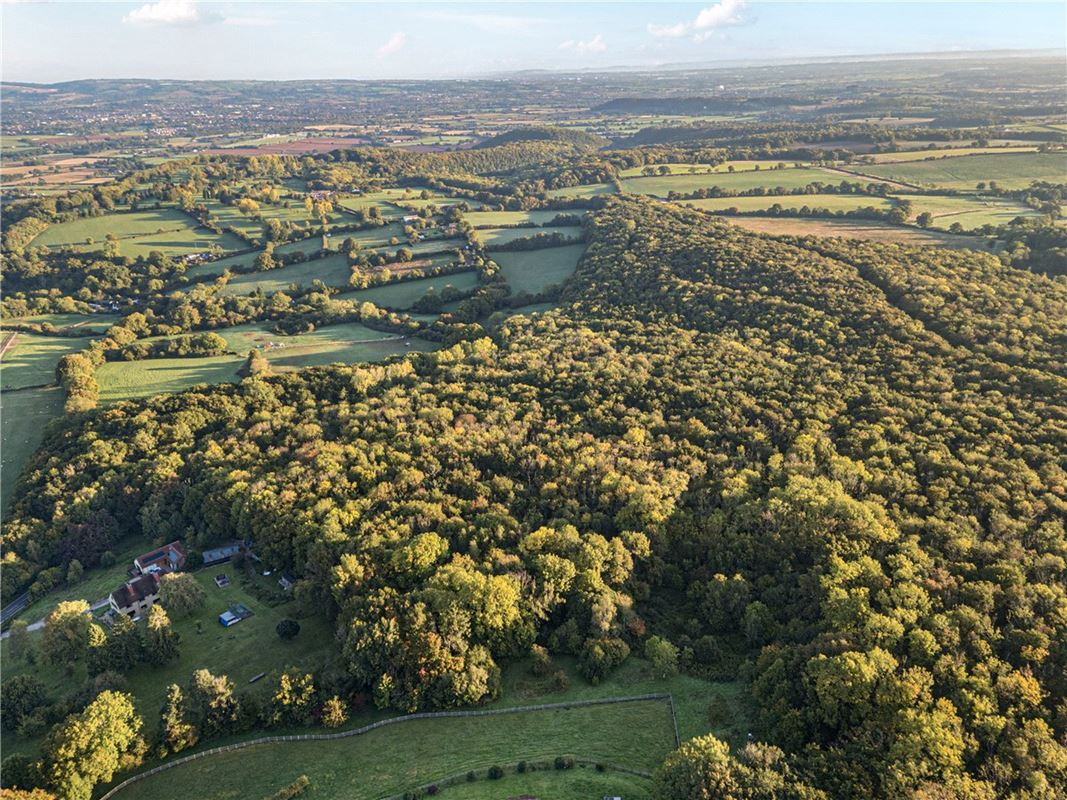 25.5 acres Land, Blake's Copse and Whitford Copse, Corfe TA3 - Available