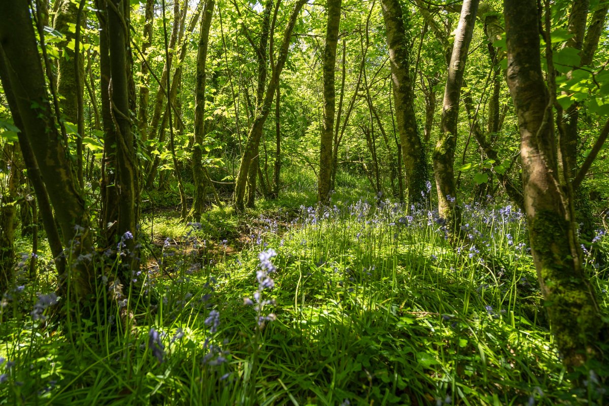 160.7 acres Country Estate, Zelah, Truro TR4 - Available