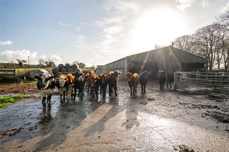 105 acres Farm, Praze, Camborne TR14 - Available