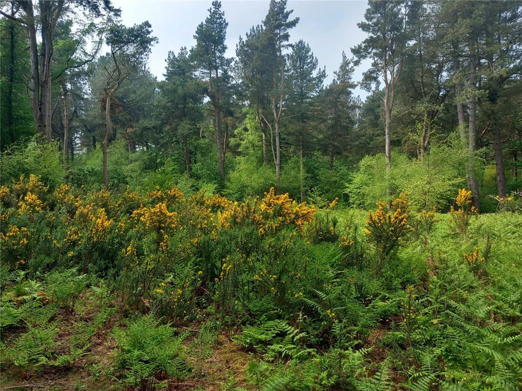  Land, Staintondale Road, Cloughton YO13 - Available